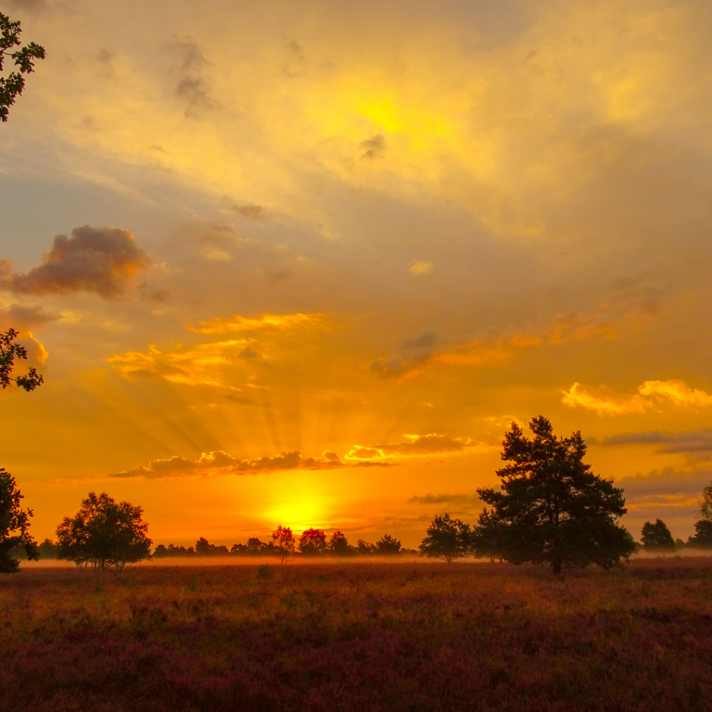 Lüneburger Heide